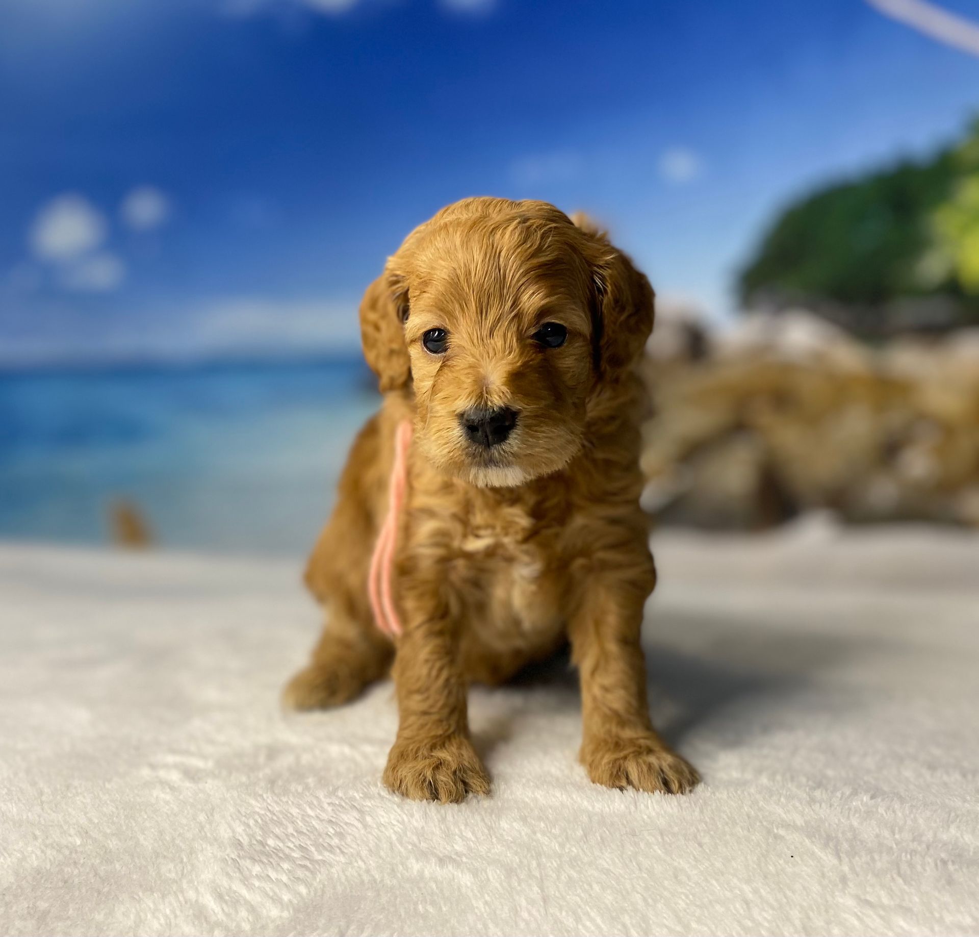 A small brown puppy with a pink ribbon around its neck