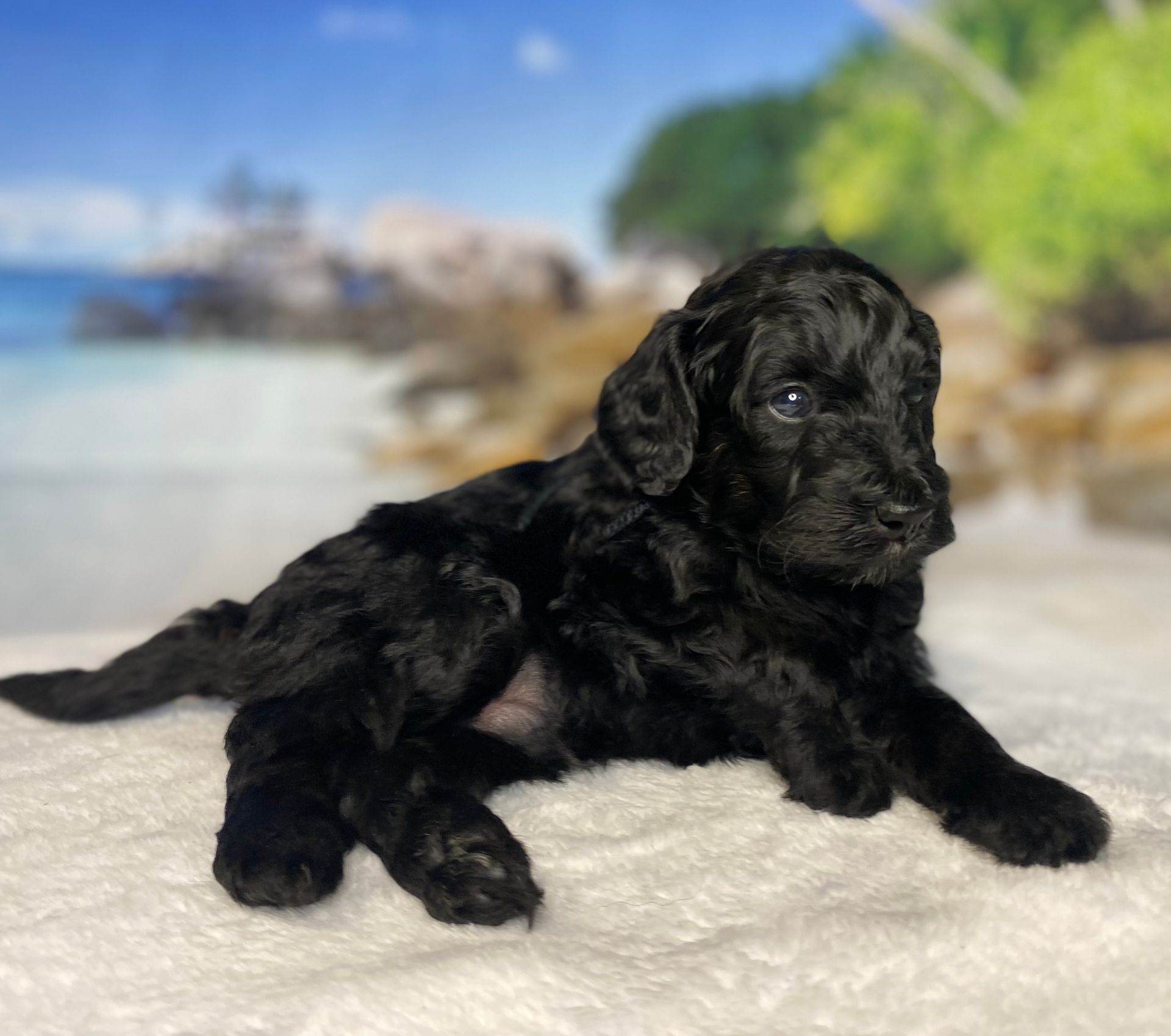A black puppy is laying on a white blanket.