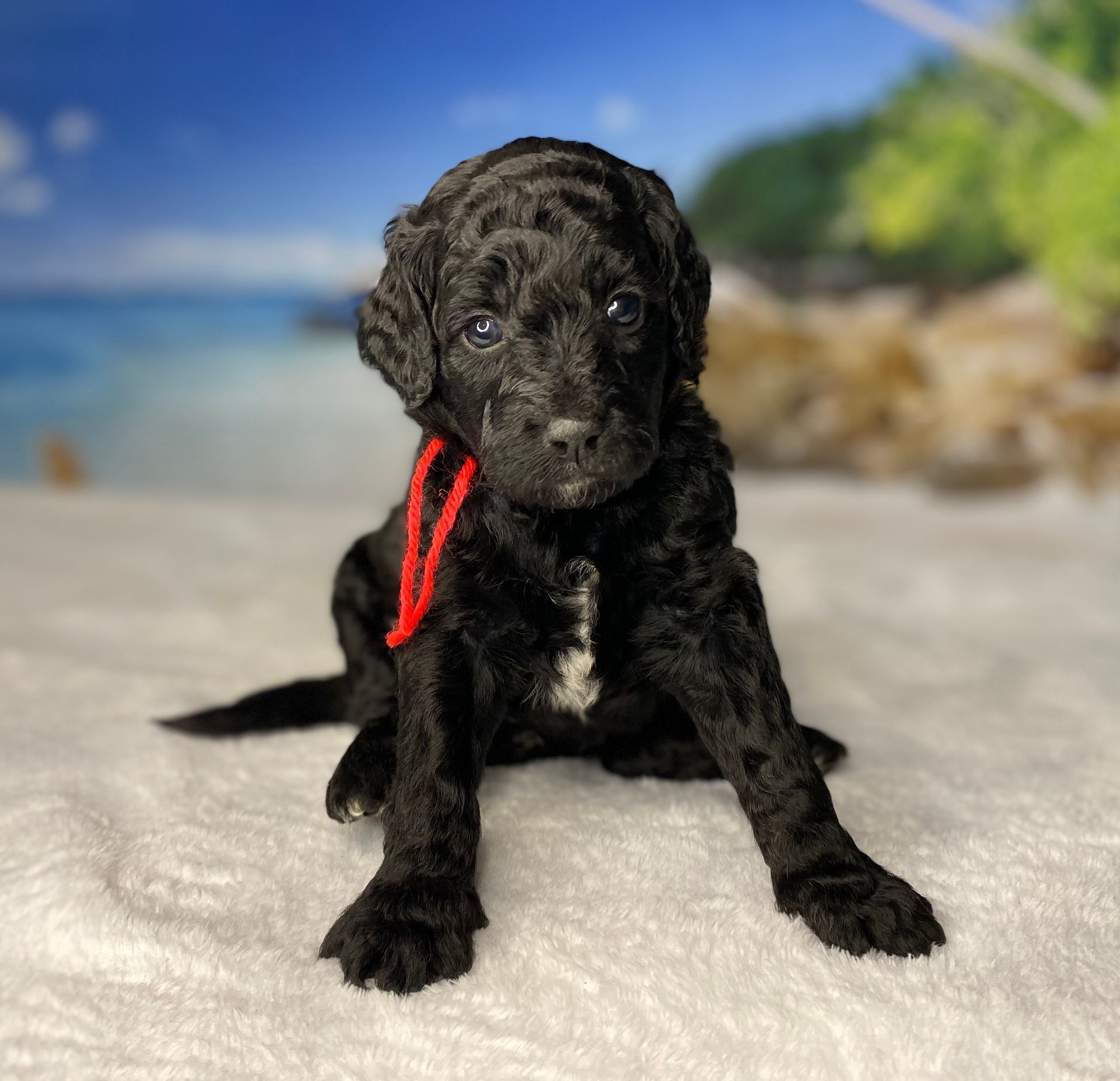 A black puppy with a red ribbon around its neck