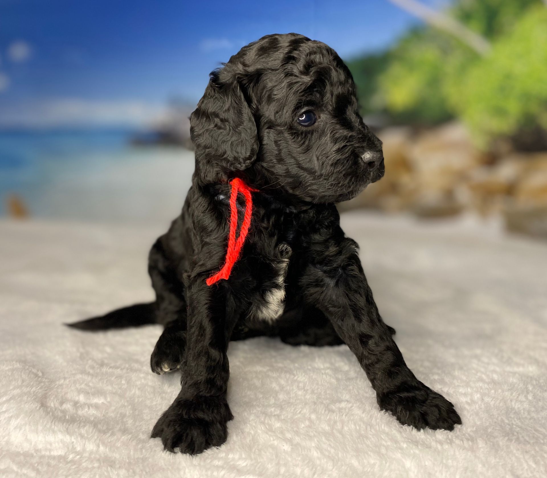 A black puppy with a red ribbon around its neck