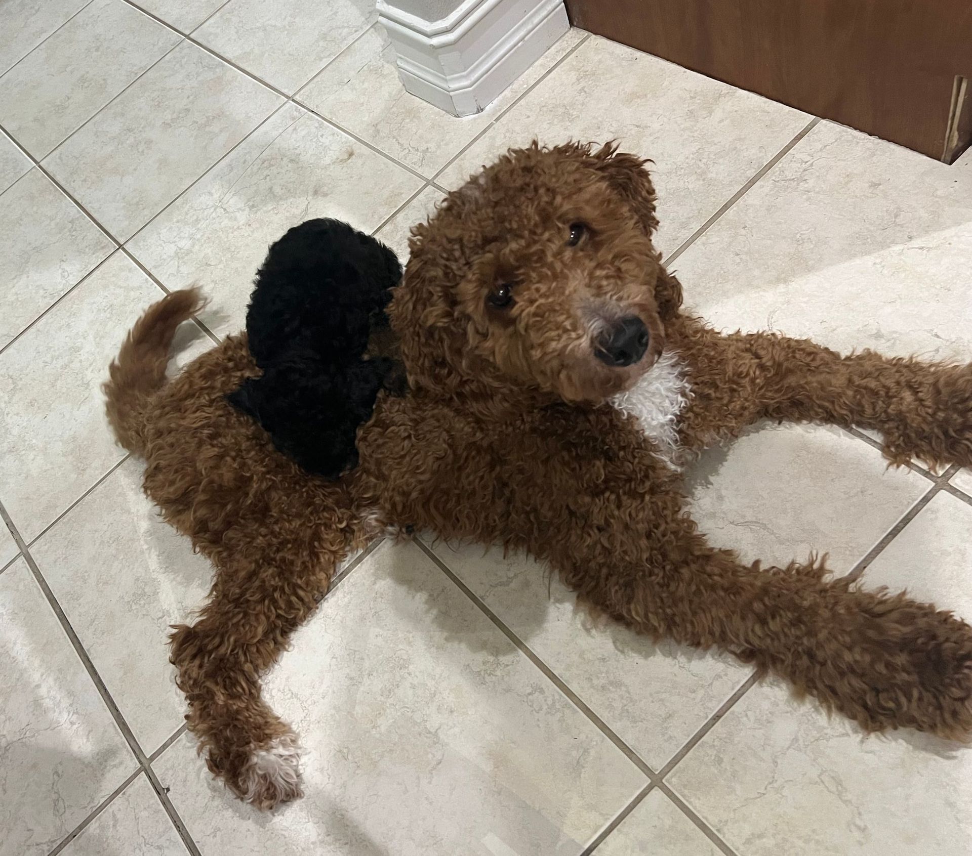 A brown dog with a black puppy on its back