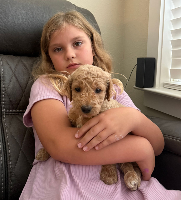 Standard F1 Goldendoodle puppy with white collar