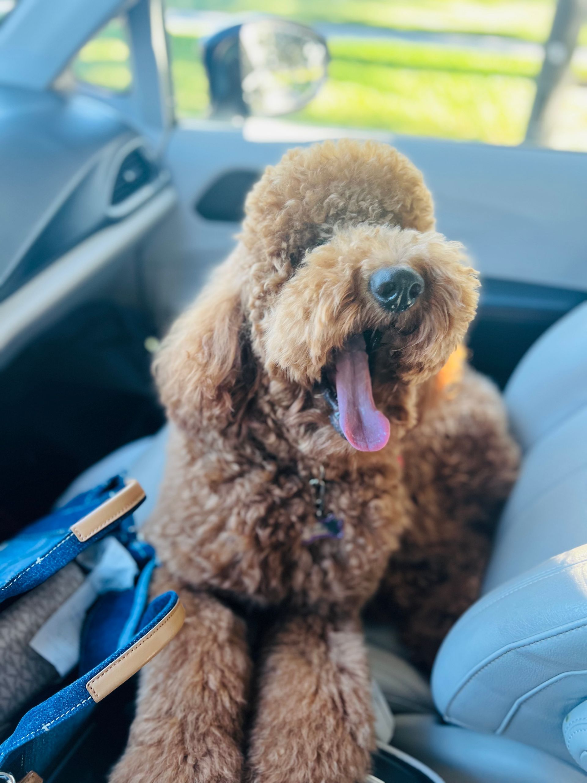 A brown poodle is sitting in the back seat of a car.