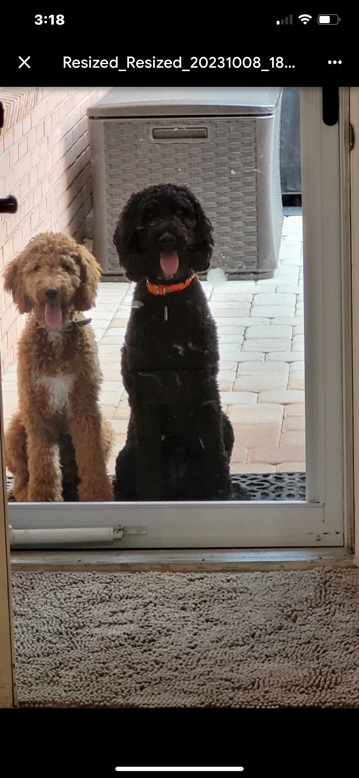 Two dogs are sitting next to each other in a doorway.