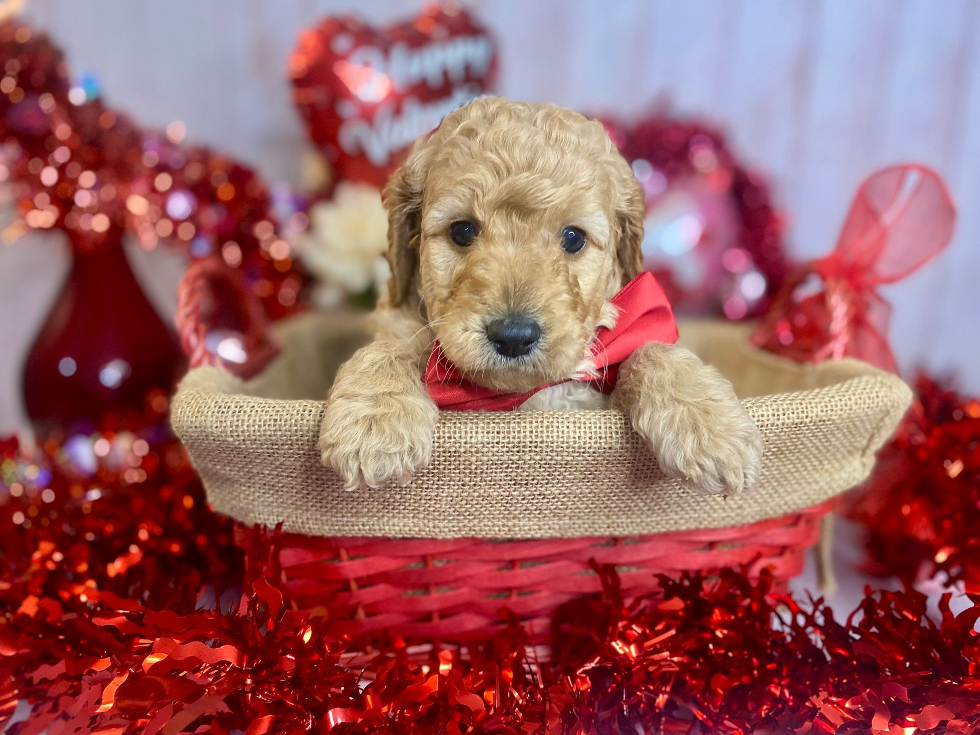 A puppy is sitting in a basket with a red bow tie.