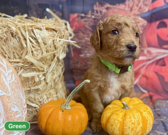 Standard F1 Goldendoodle puppy with neon green collar