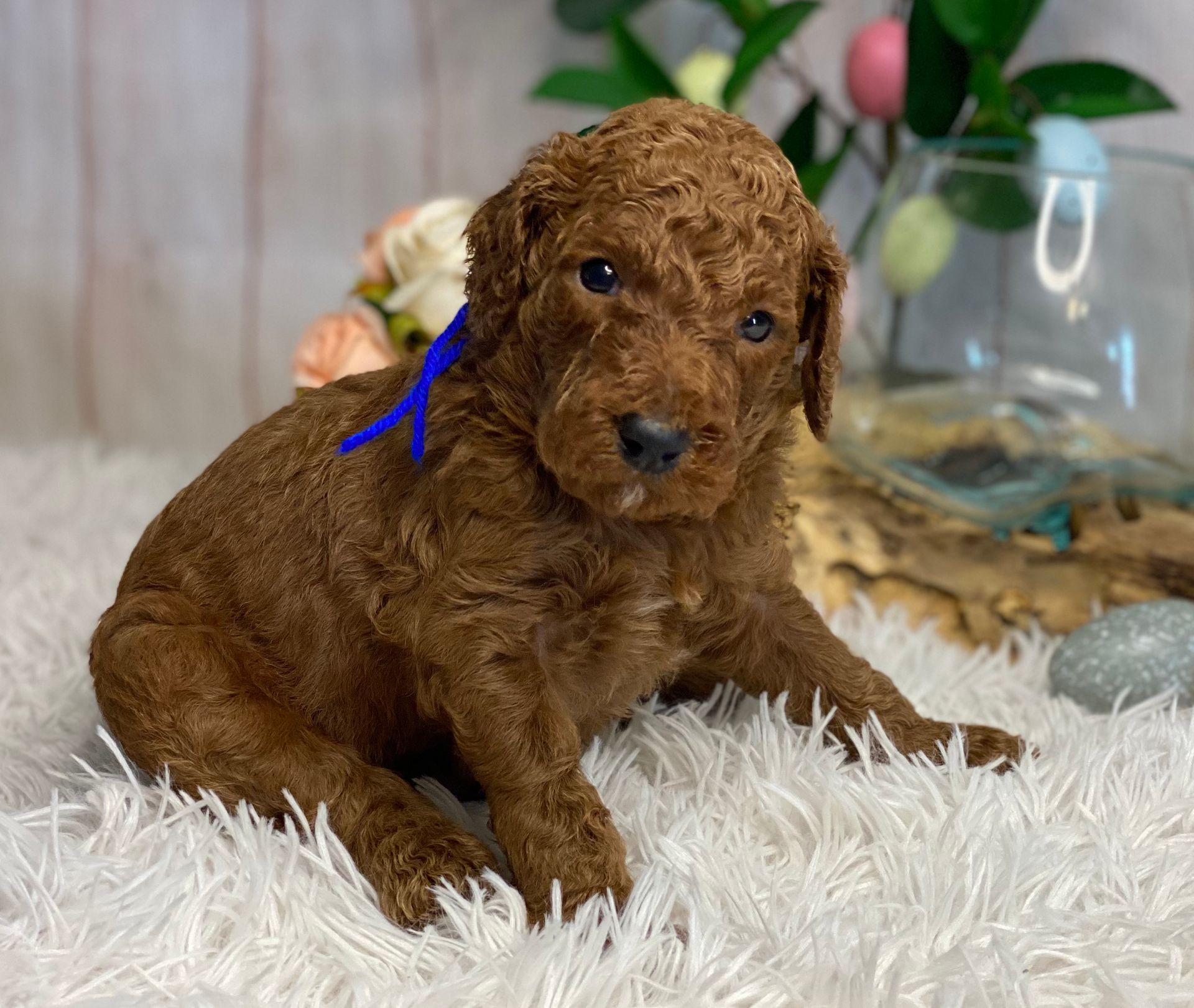 A brown poodle puppy with a blue ribbon around its neck is laying on a white blanket.