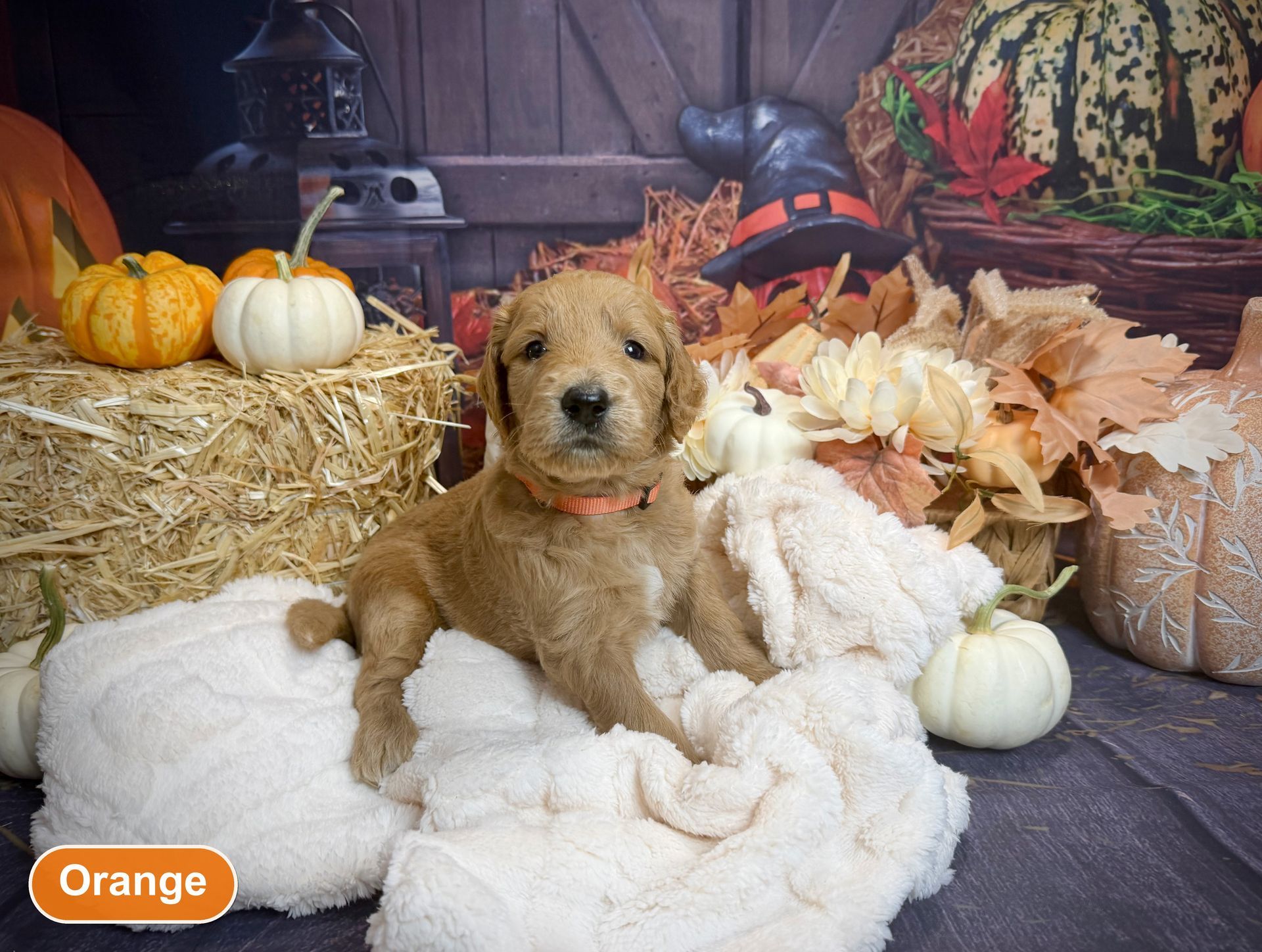 Red Goldendoodle puppy (Orange collar) relaxing on a fall photo blanket
