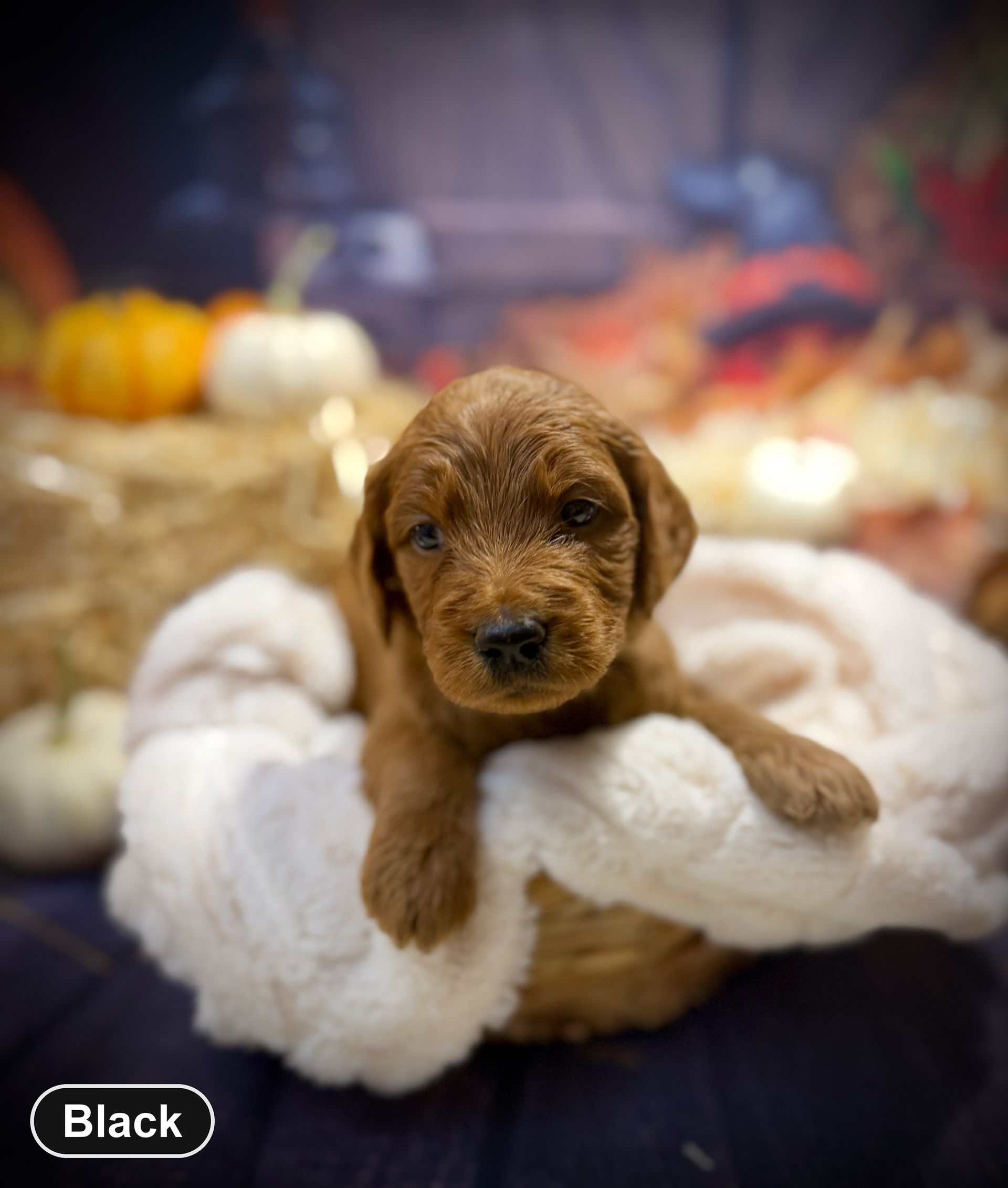 Red Goldendoodle puppy (Black collar) on a white blanket