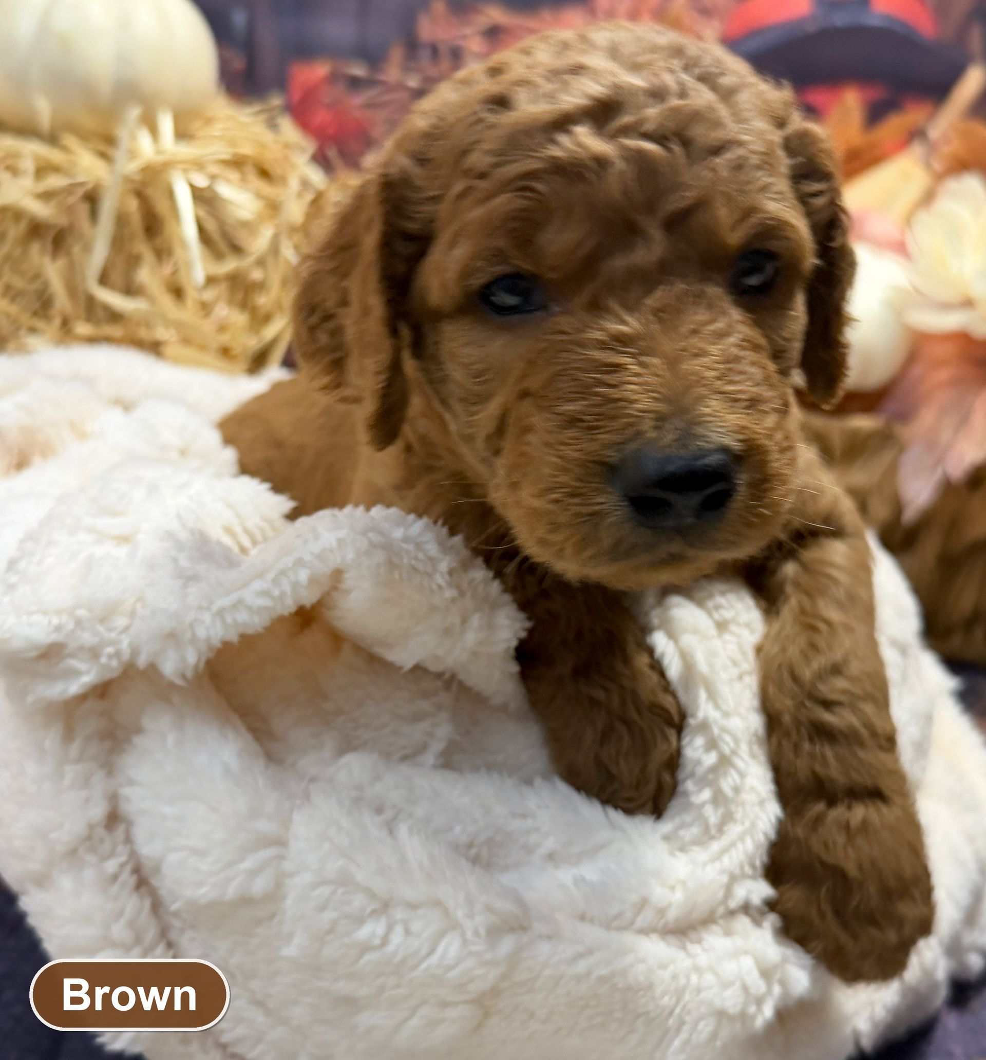 Fluffy red Goldendoodle puppy close-up on a white blanket