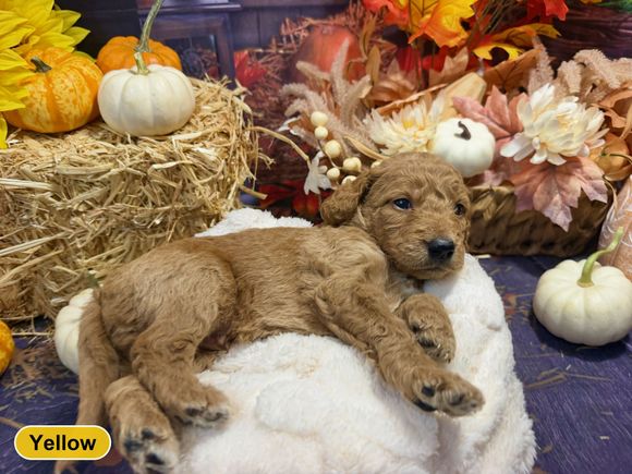 Standard F1 Goldendoodle puppy with yellow collar