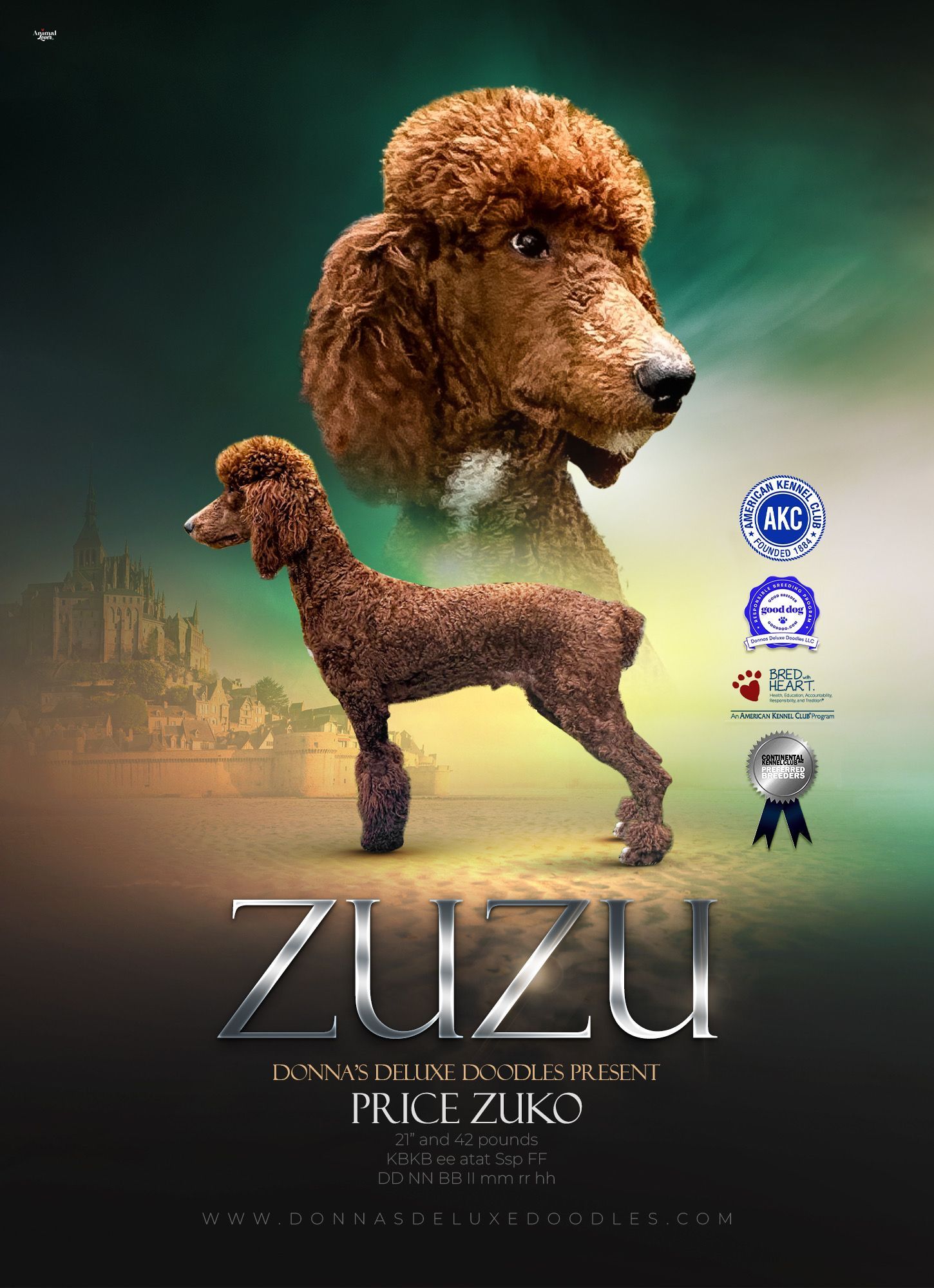 Zuzu, a red Poodle retiring from the Donna's Deluxe Doodles breeding program