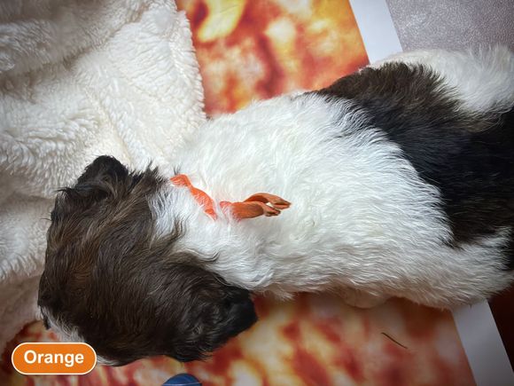 Mini AKC Poodle puppy with orange collar