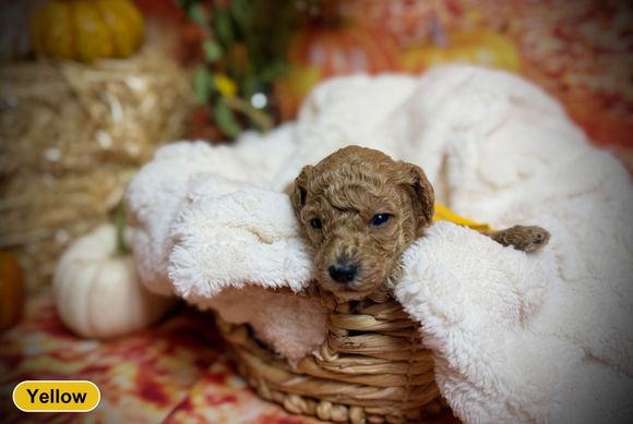 Mini AKC Poodle puppy with yellow collar
