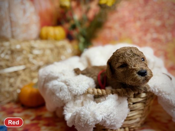 Mini AKC Poodle puppy with red collar