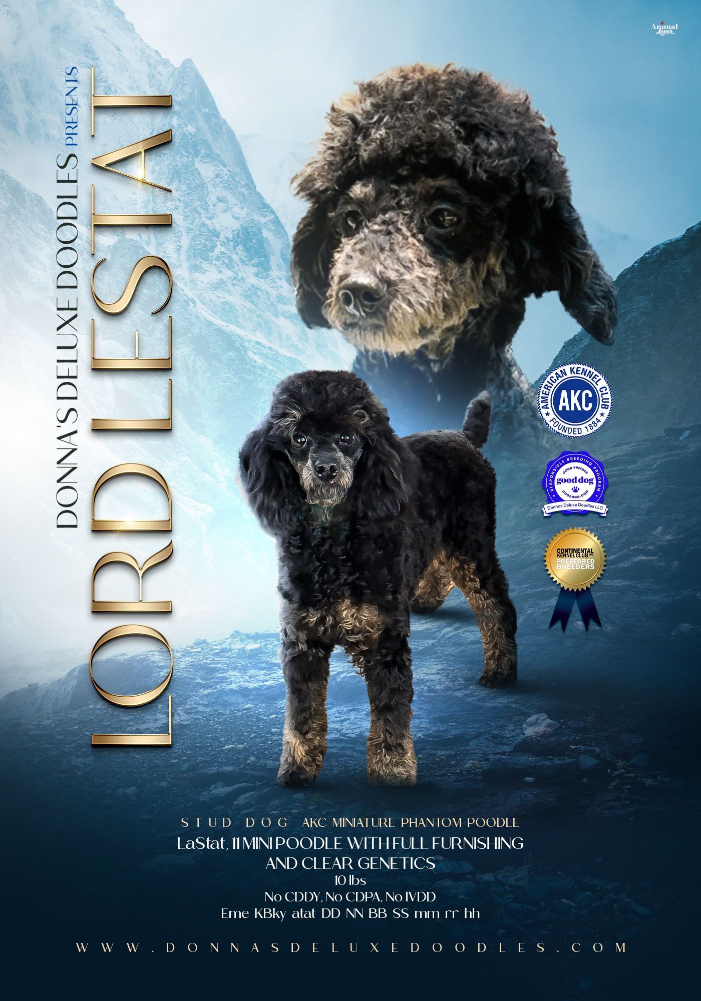 A black and brown poodle is standing next to another poodle on a blue background.