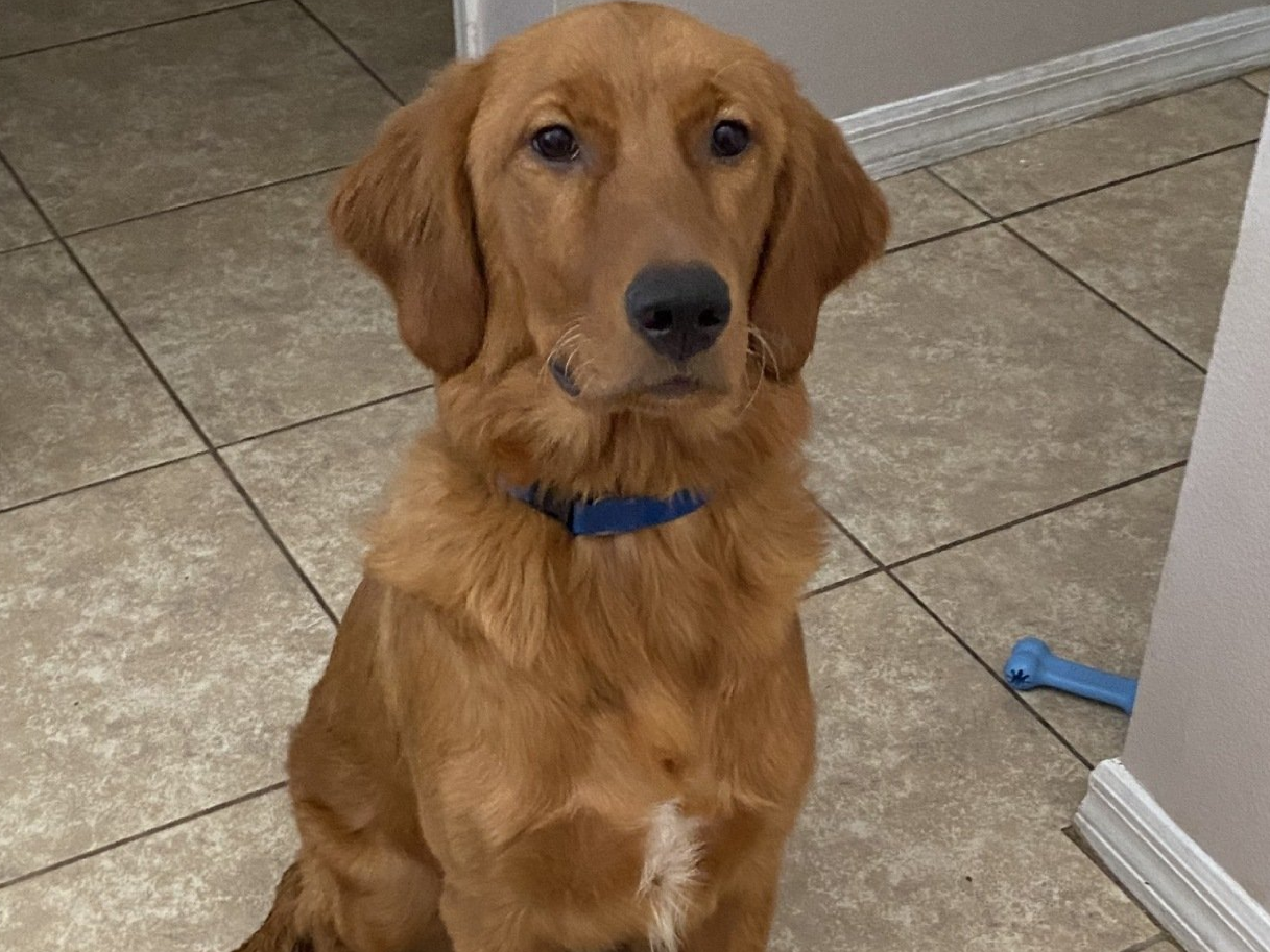 padmae goldenretriever