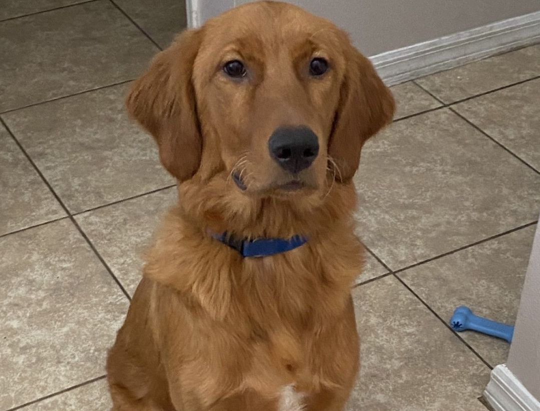 A brown dog with a blue collar is sitting on a tiled floor.