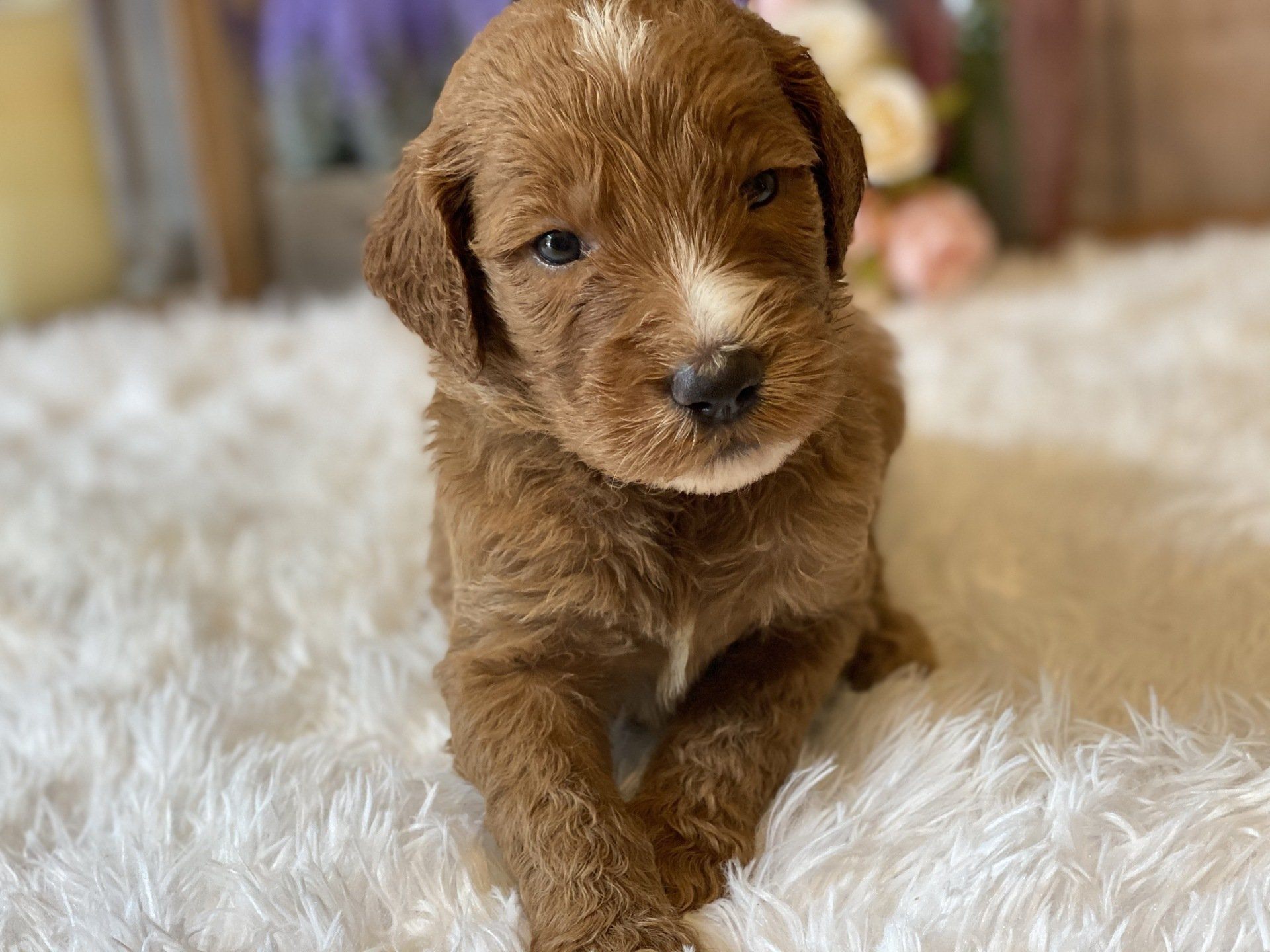 A brown and white puppy is laying on a white blanket.