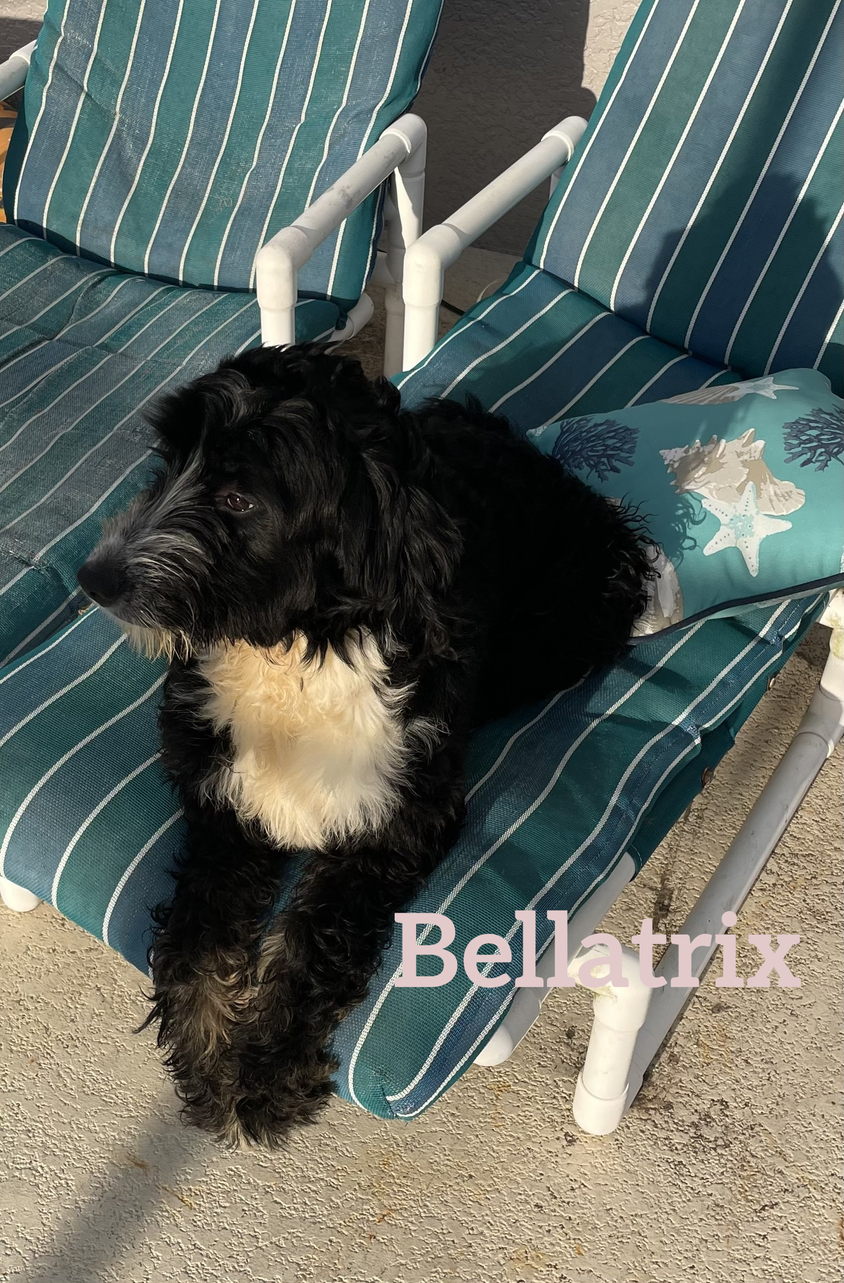 A black and white dog is laying on a striped chair.