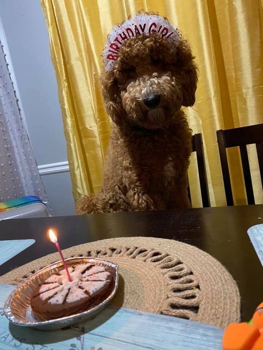 A dog wearing a birthday hat is sitting at a table with a cake.