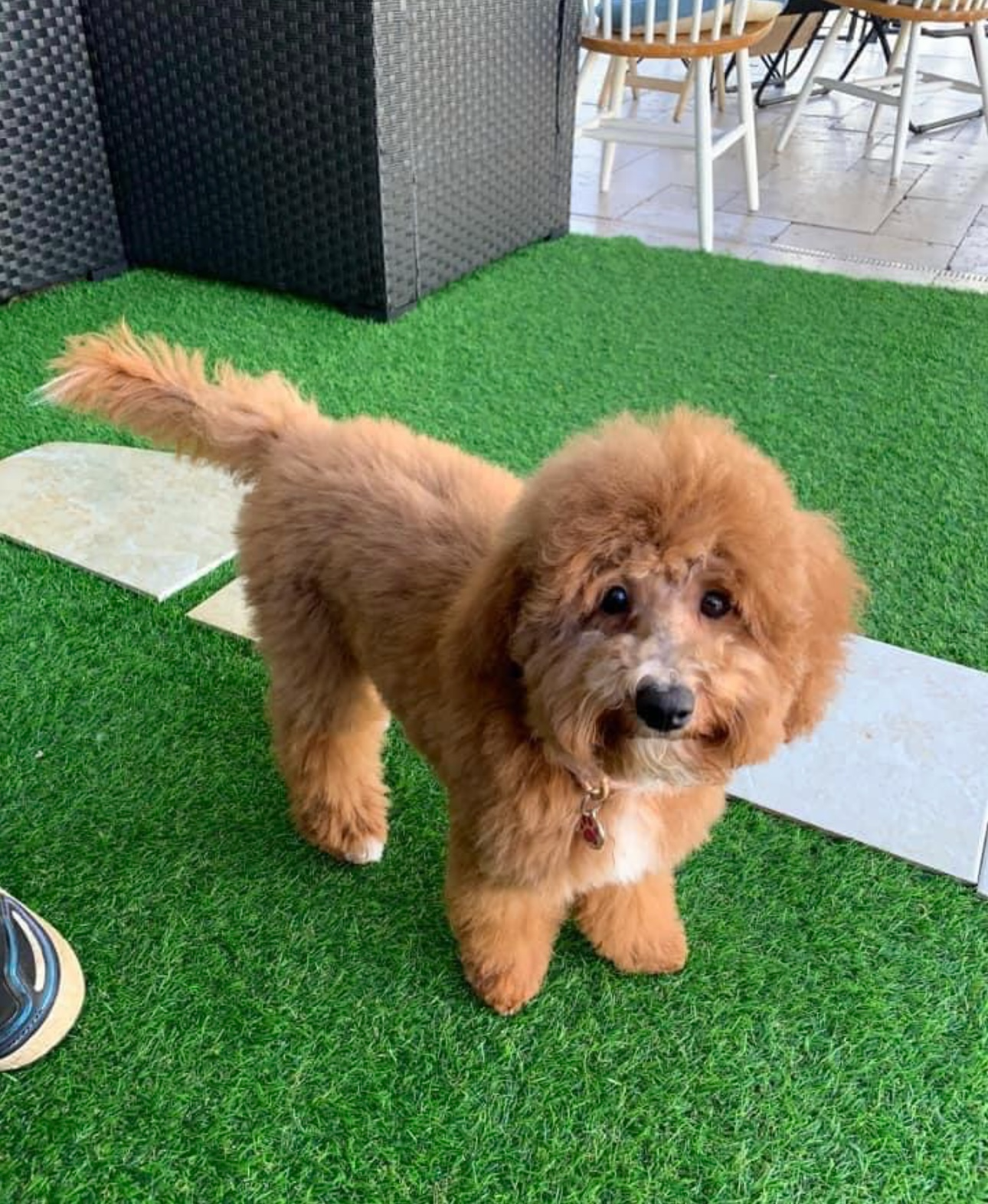 Miniature goldendoodle f1bb boo