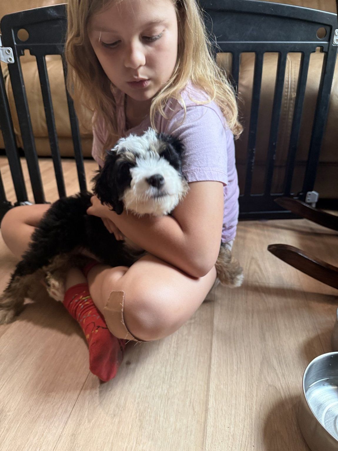 Girl cuddling a Bernedoodle puppy