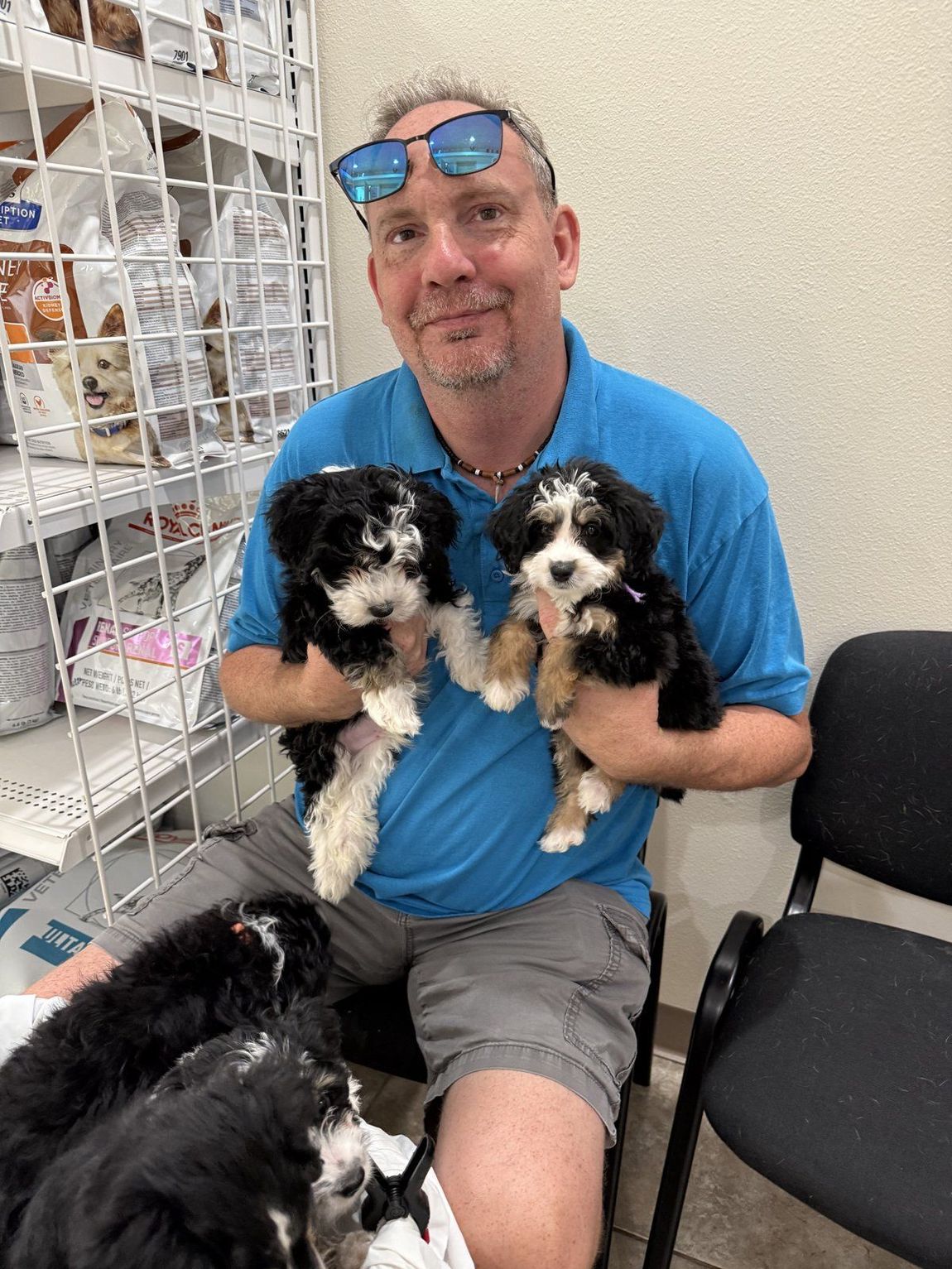 Family member holding two Bernedoodle puppies
