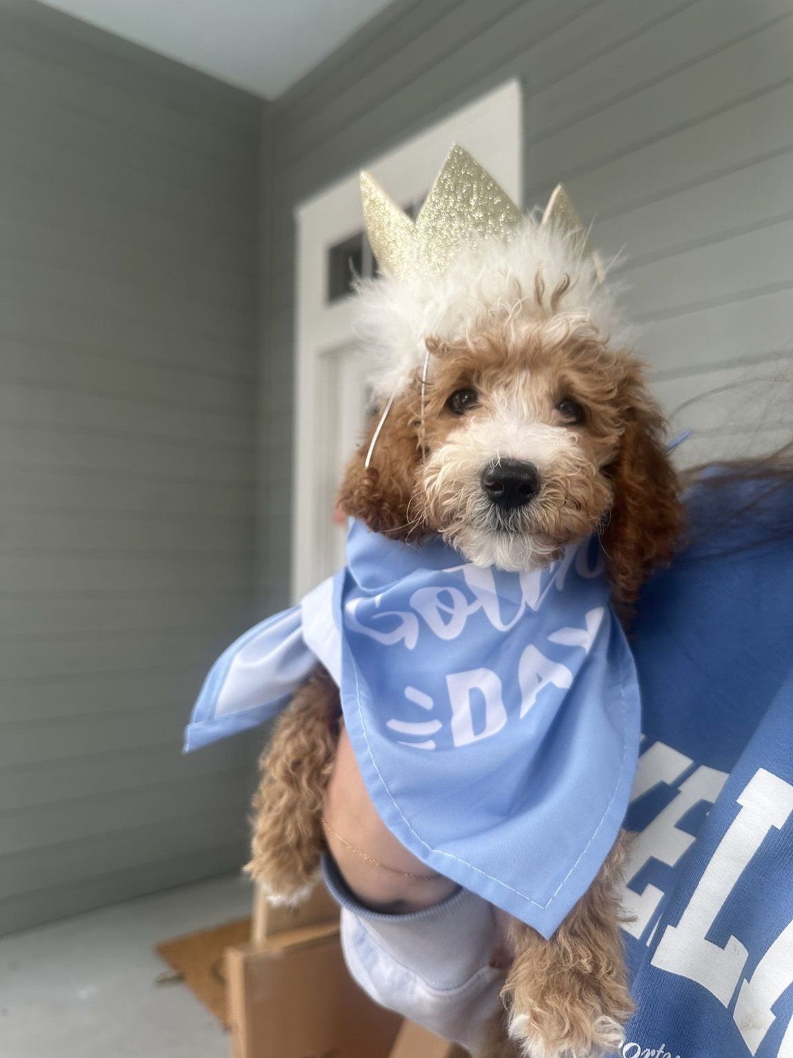 Doodle wearing a crown and a blue Gotcha Day bandana
