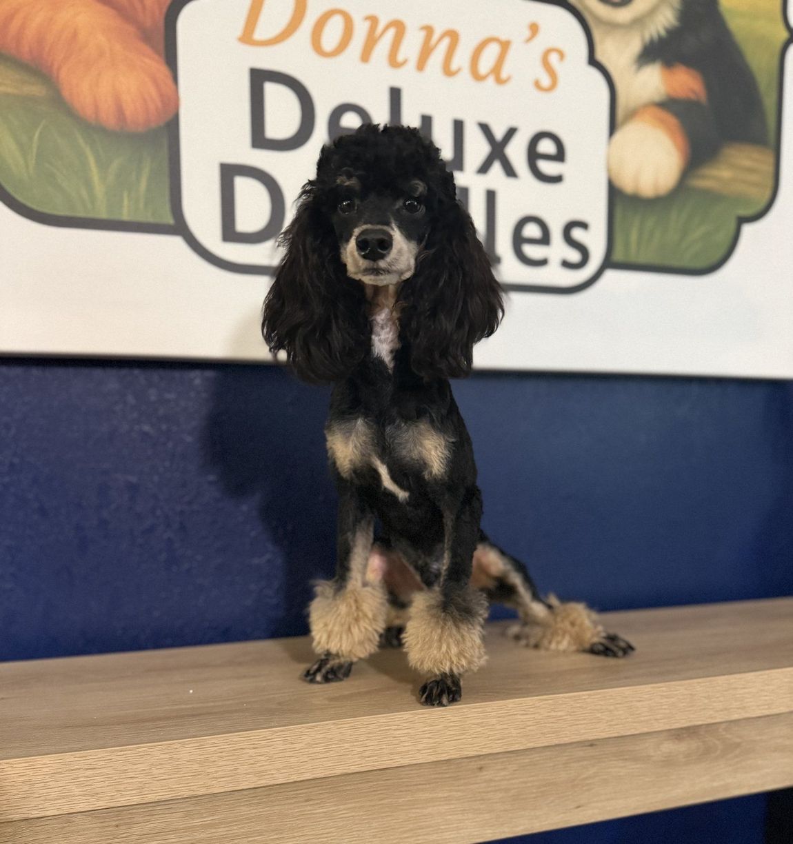 Black and tan poodle in front of the Donna's Deluxe Doodles sign