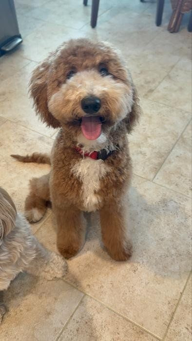 Apricot doodle sitting and smiling