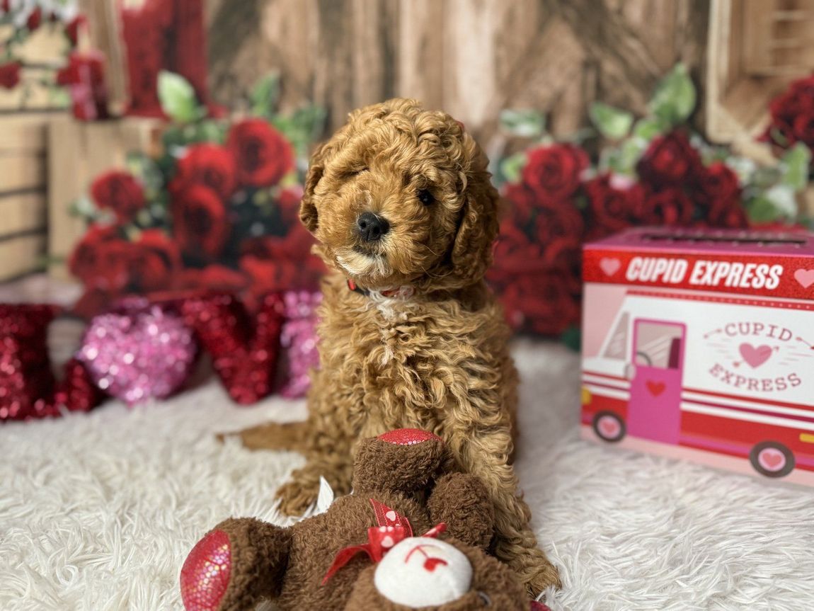 Red doodle puppy in a Valentine's Day photo setup