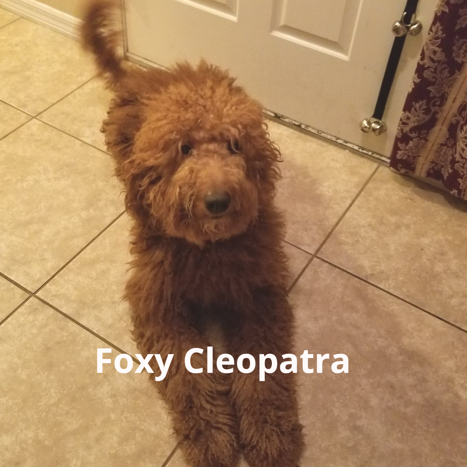 A brown dog with the name foxy cleopatra on it