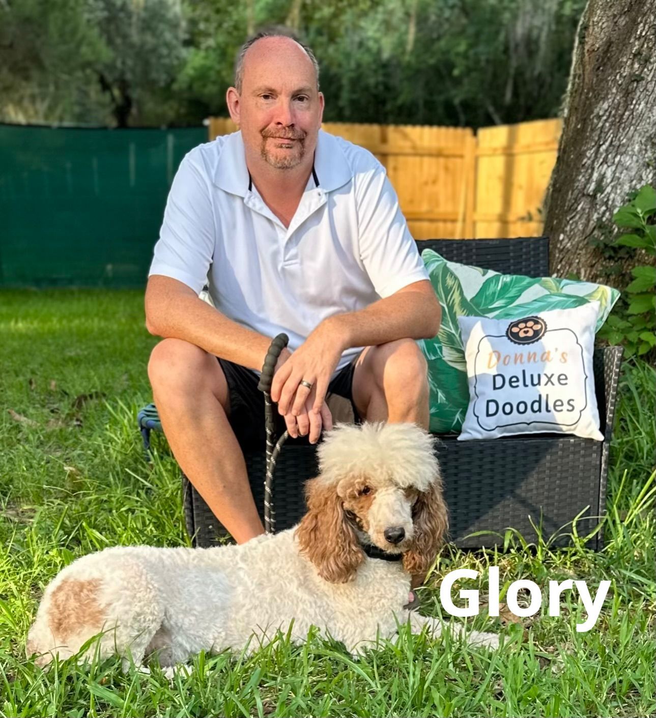 standard poodle glory AKC