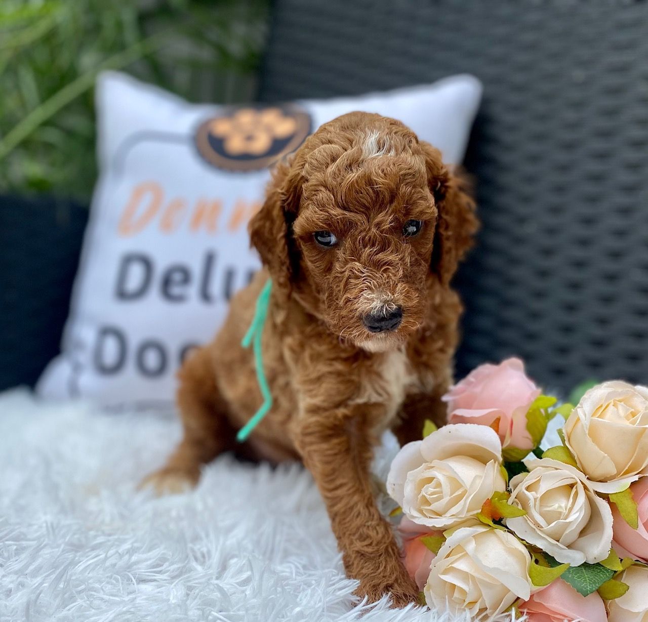 A brown poodle puppy is sitting next to a bouquet of roses and a pillow.