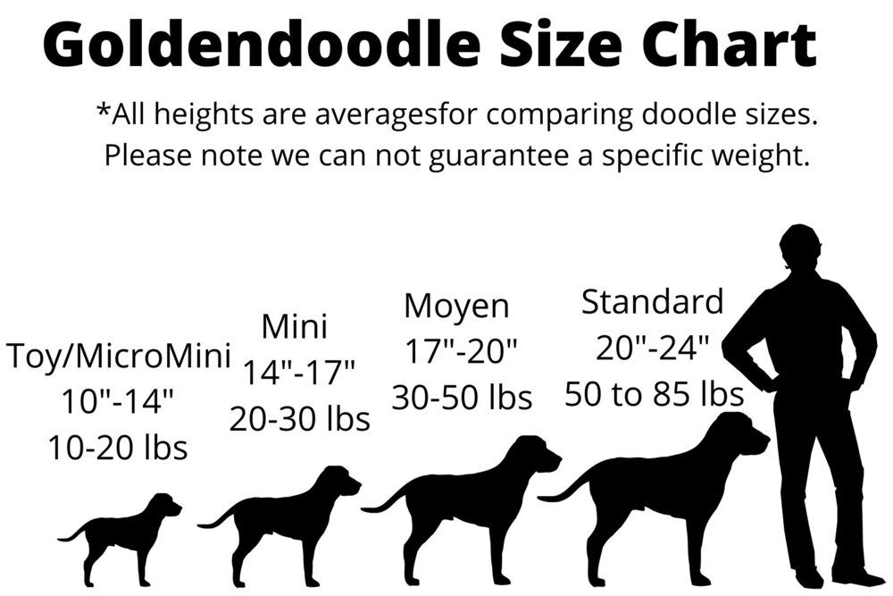 A goldendoodle size chart with a man standing next to each dog.