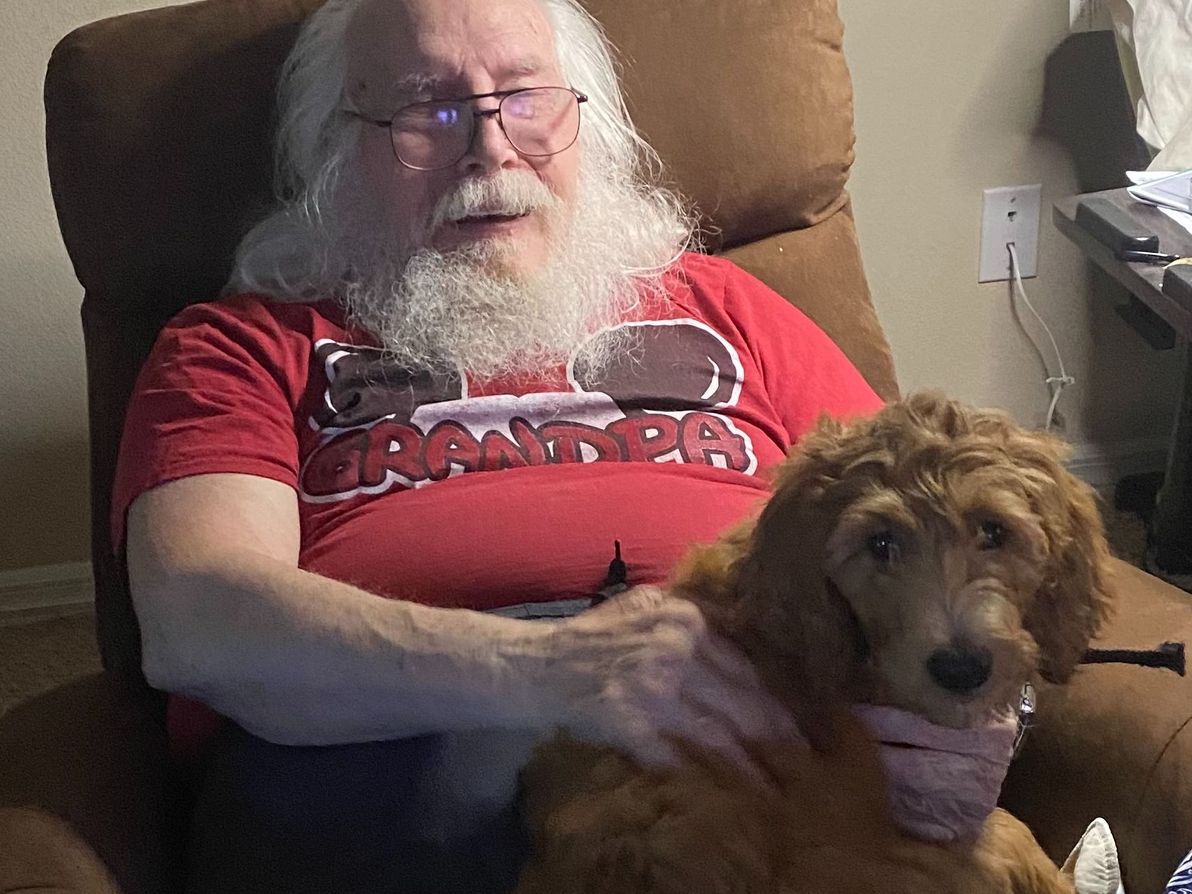 Standard F1 goldendoodle puppy  with a wavy coat