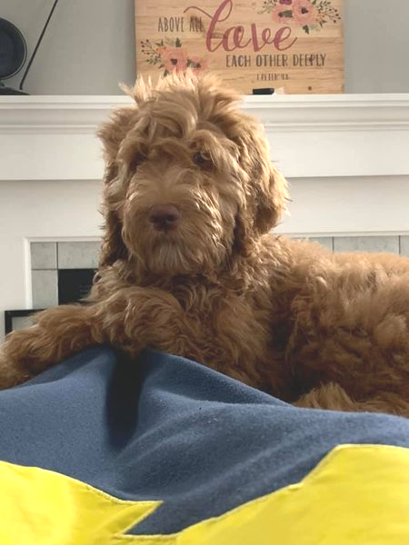 A brown dog laying on someone 's lap in front of a sign that says above my love each other simply
