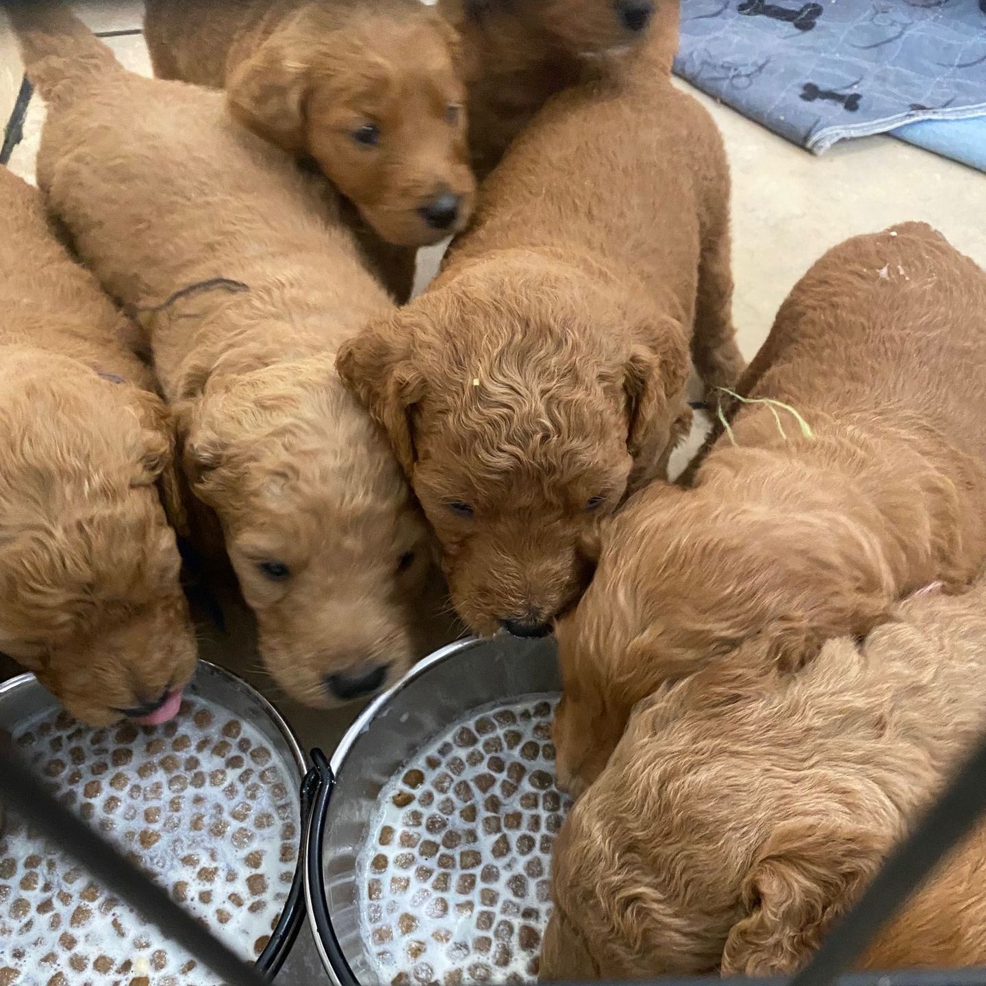 f1 goldendoodles, junos puppy culture