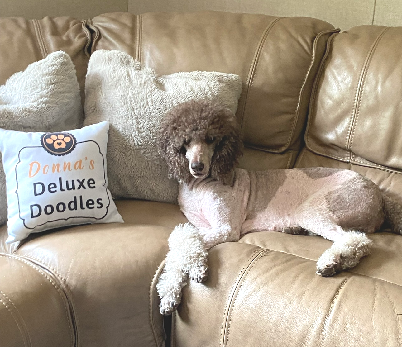 Leia our standard poodle