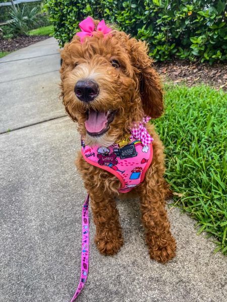 A small brown dog wearing a pink harness and a pink bow is sitting on a sidewalk.
