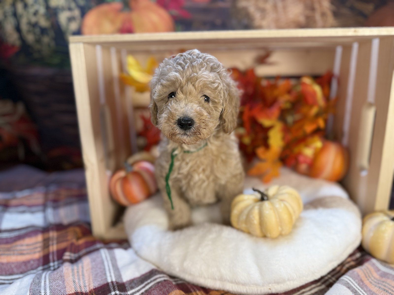 Cream Petite Mini Goldendoodle puppy beside a white pumpkin
