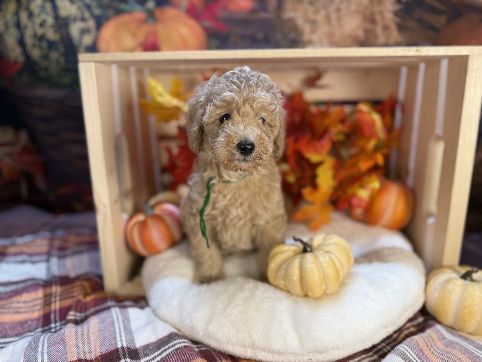 Newborn cream Petite Mini Goldendoodle puppy held in hands