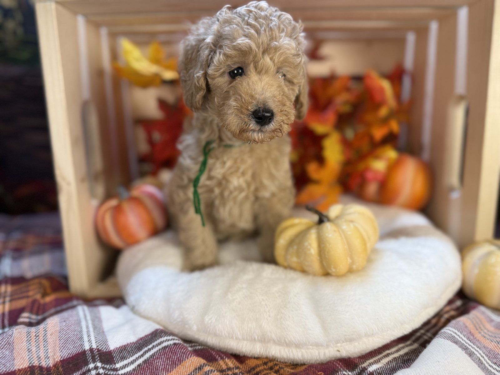 Michael, petite mini Goldendoodle puppy with green collar