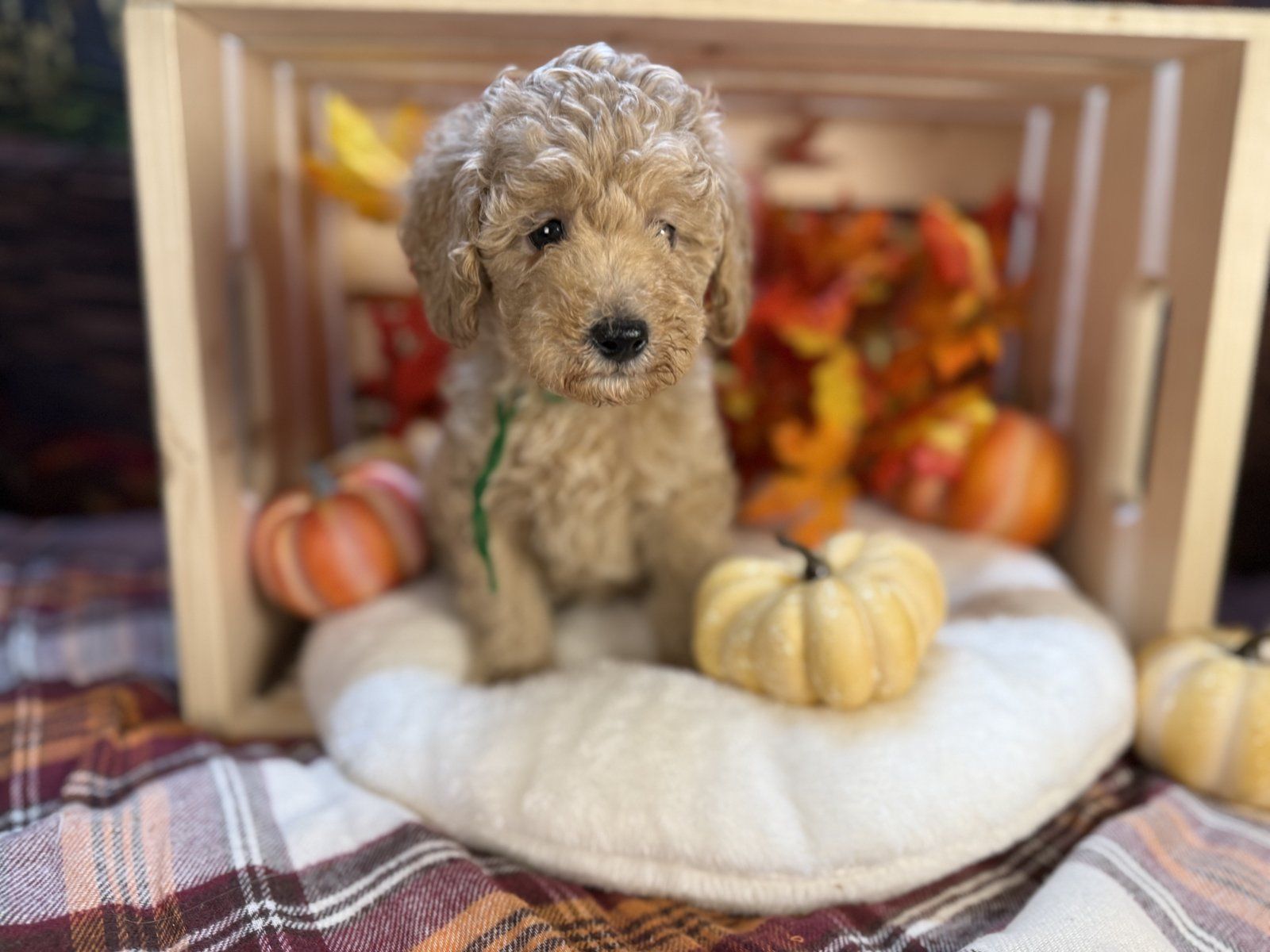 Michael, petite mini Goldendoodle puppy with green collar