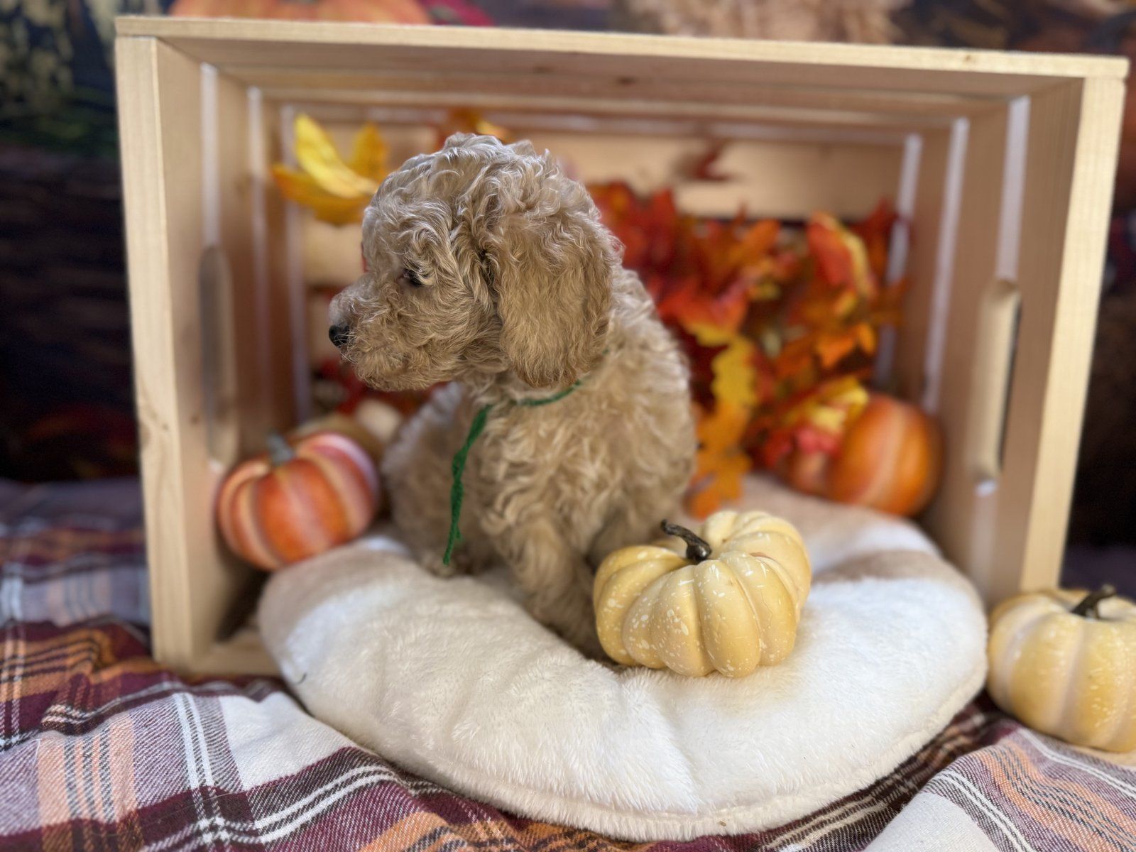 Michael, petite mini Goldendoodle puppy with green collar