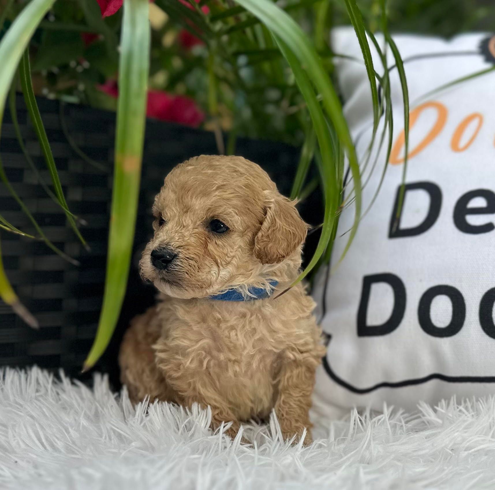 A puppy is sitting next to a pillow that says de dog