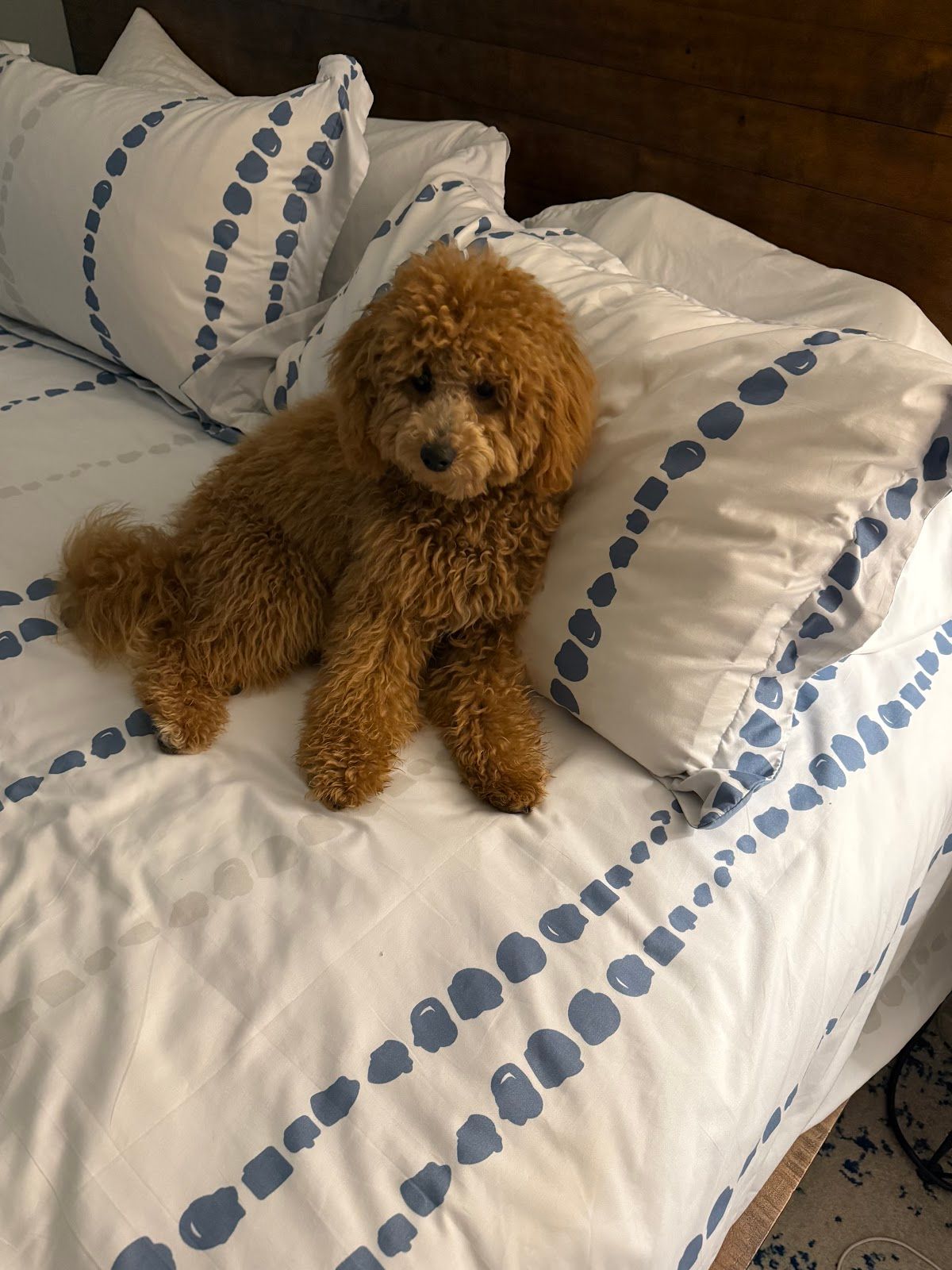 Doodle puppy Bisket from Donna's Deluxe Doodles relaxing on a bed