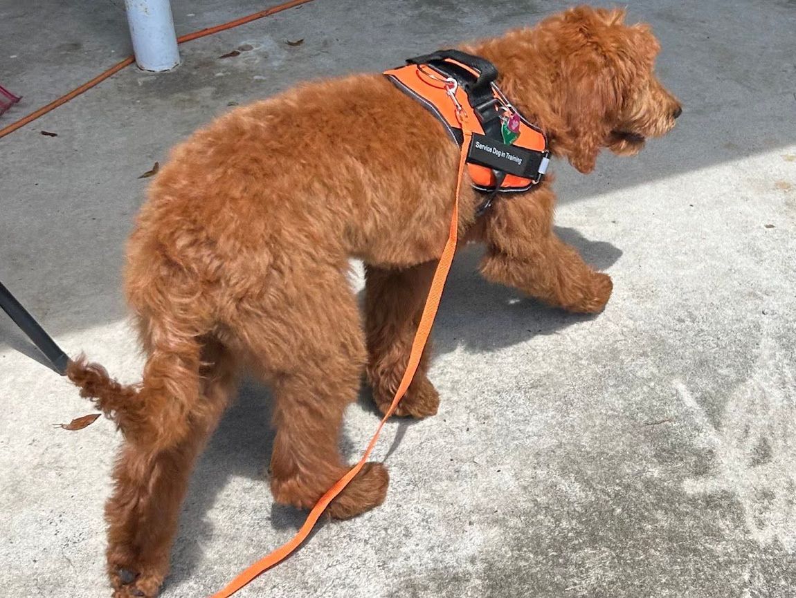 Apricot Standard Goldendoodle Lily from Donna's Deluxe Doodles on a walk