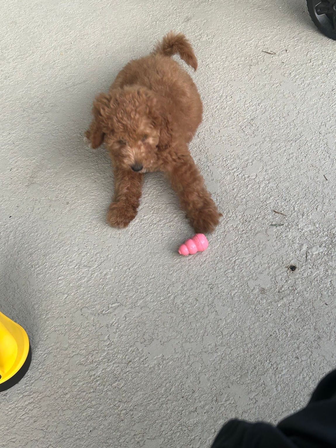 Mini doodle puppy Maddie from Donna's Deluxe Doodles playing at home